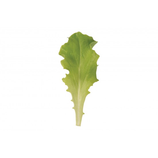 Waldmann's Dark Green - Organic Lettuce