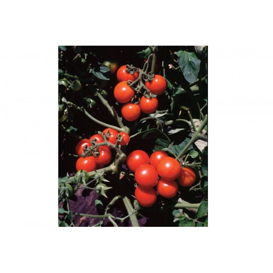 Washington Cherry - Organic Tomato Seed