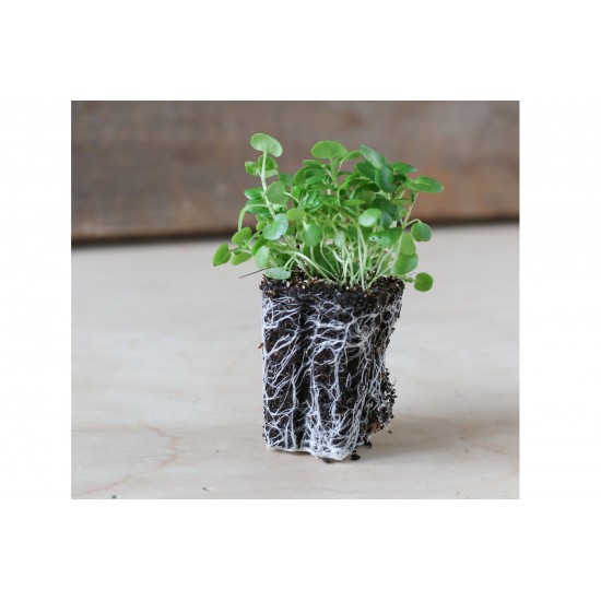 Watercress - Microgreen Seed