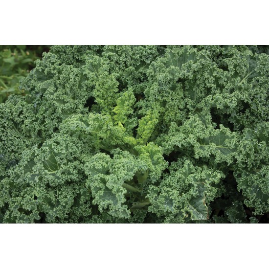 Westlandse Winter - Organic Kale Seed