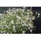 White Beauty - Saponaria Seed