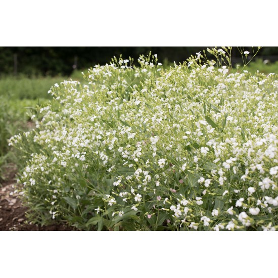 White Beauty - Saponaria Seed
