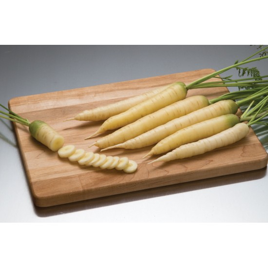 White Satin - Organic  Carrot Seed