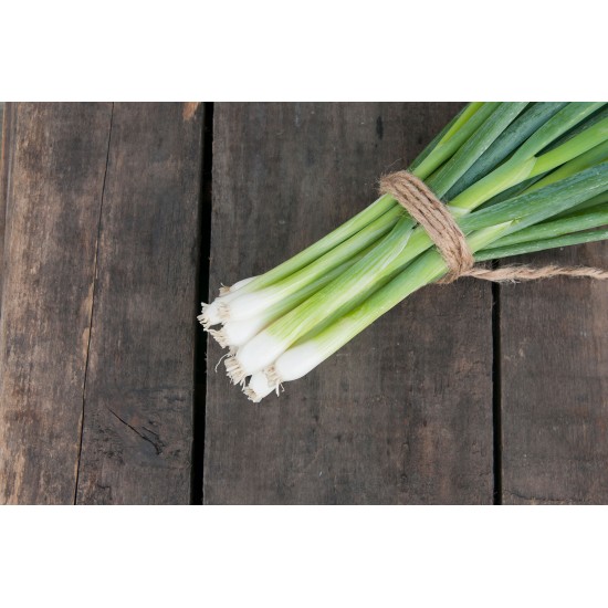White Spear - Onion Seed