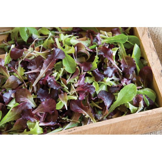 Wildfire Lettuce Mix - Lettuce Seeds