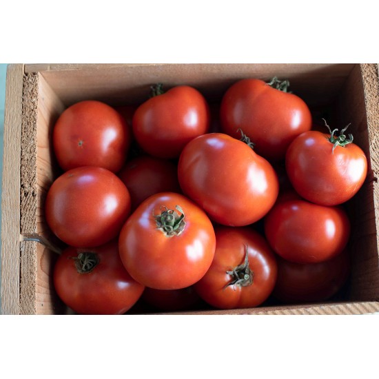 Wisconsin 55 - Organic Tomato Seed