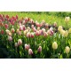 World Expression - Tulip Bulb