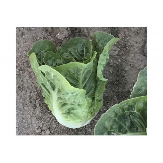 Xalbadora - Organic Lettuce Seed