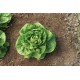 Xalbadora - Organic  Lettuce Seed