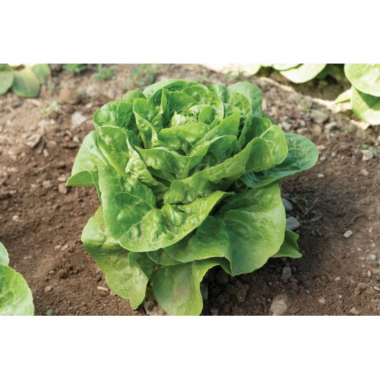 Xalbadora - Organic  Lettuce Seed
