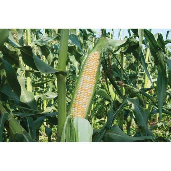 Xtra-Tender 2171 - (F1) Corn Seed