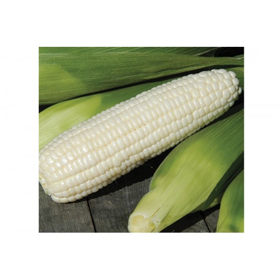 Xtra-Tender 3473 - (F1) Corn Seed