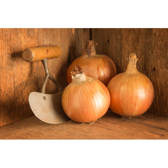 Yankee - Organic  (F1) Onion Seed