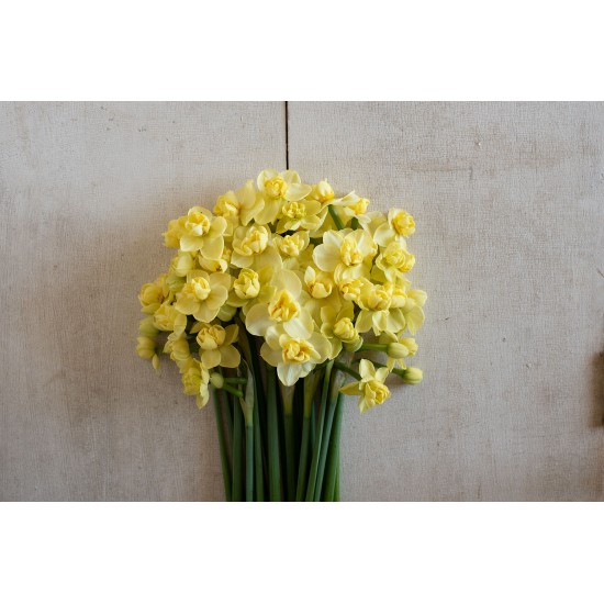 Yellow Cheerfulness - Narcissus Bulb