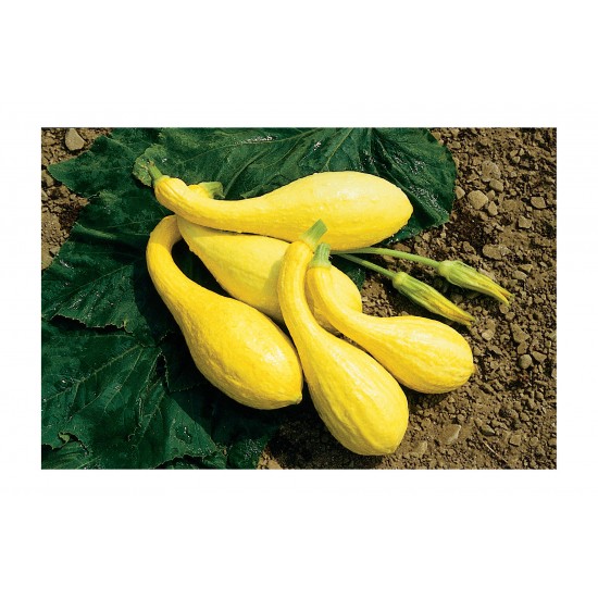Yellow Crookneck - Organic Yellow Summer Squash Seed