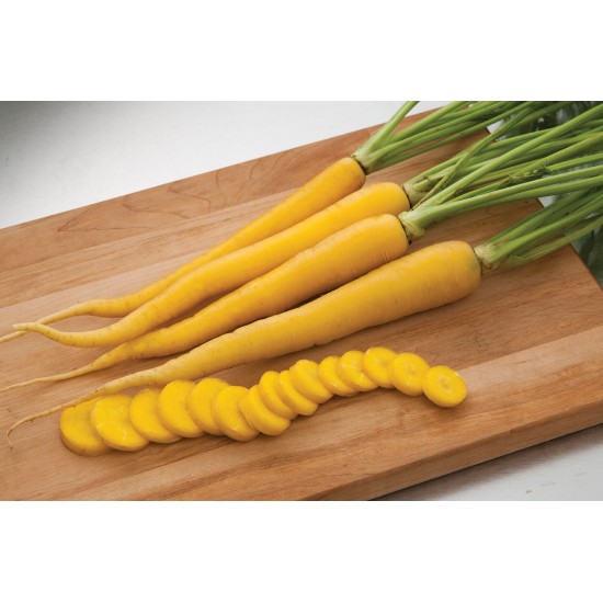 Yellowbunch - (F1) Carrot Seed