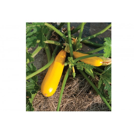 Yellowfin - Organic Zucchini Seeds