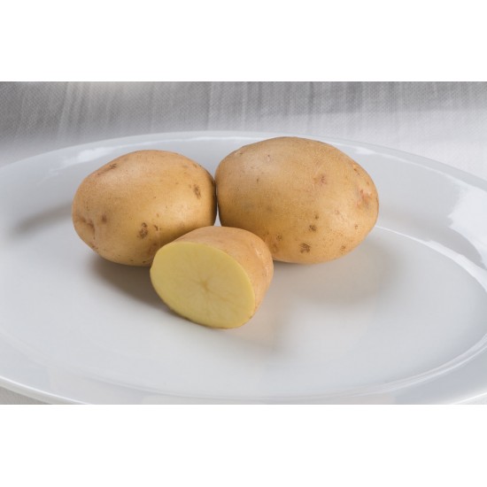 Yukon Gold - Organic Seed Potatoes