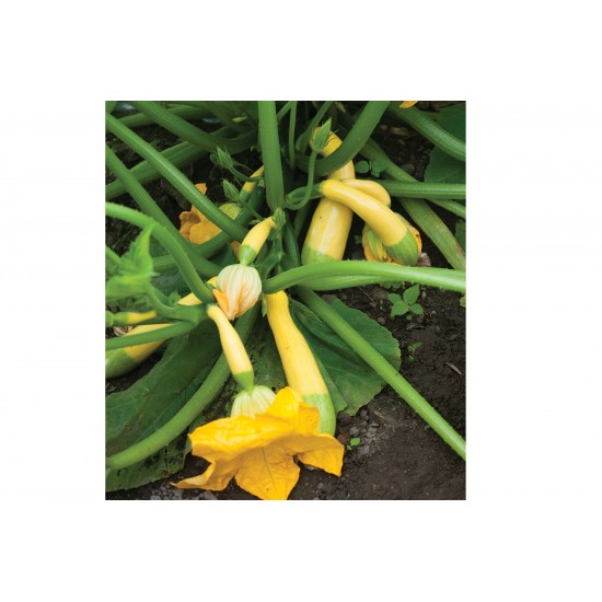 Zephyr - (F1) Yellow Summer Squash Seed