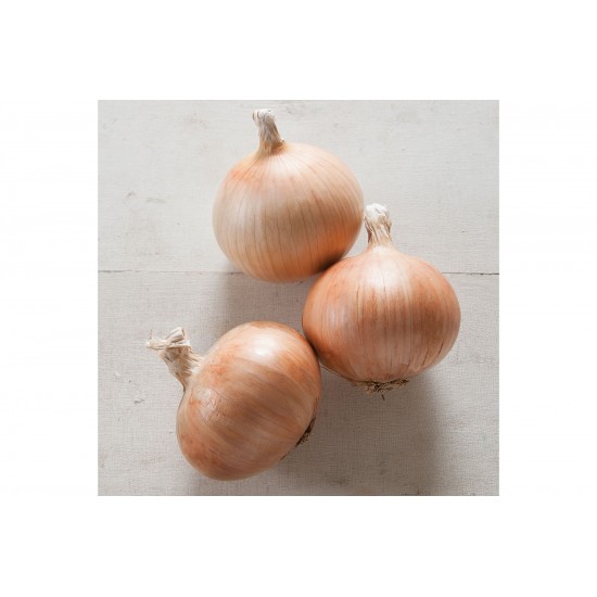 Zoey - Organic (F1) Onion Seed