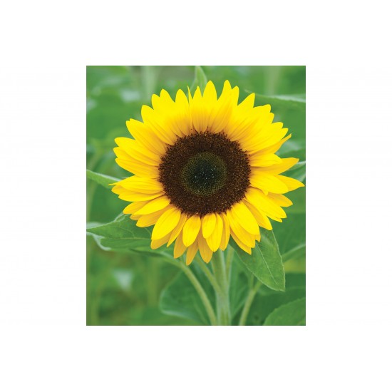 Zohar - Organic (F1) Sunflower Seed