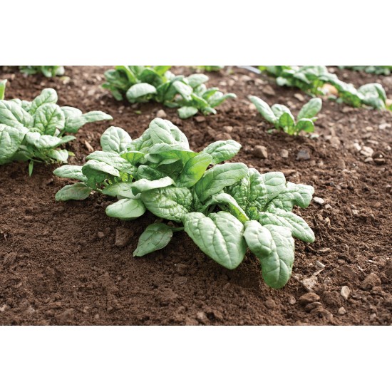 Acadia - Organic (F1) Spinach Seed