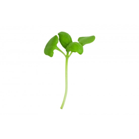 Basil, Genovese - Organic Microgreen Seed