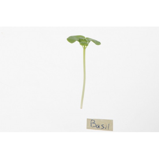 Basil, Lemon - Microgreen Seed