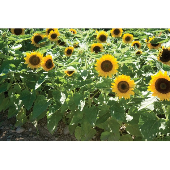 Big Smile - Sunflower Seed