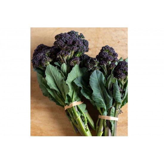 Burgundy - Purple Sprouting Broccoli Seeds