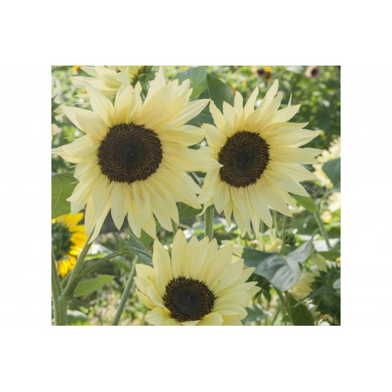 Buttercream - (F1) Sunflower Seed
