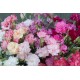 Chabaud Picotee Double Mix - Dianthus Seed
