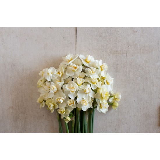 Cheerfulness - Narcissus Bulb