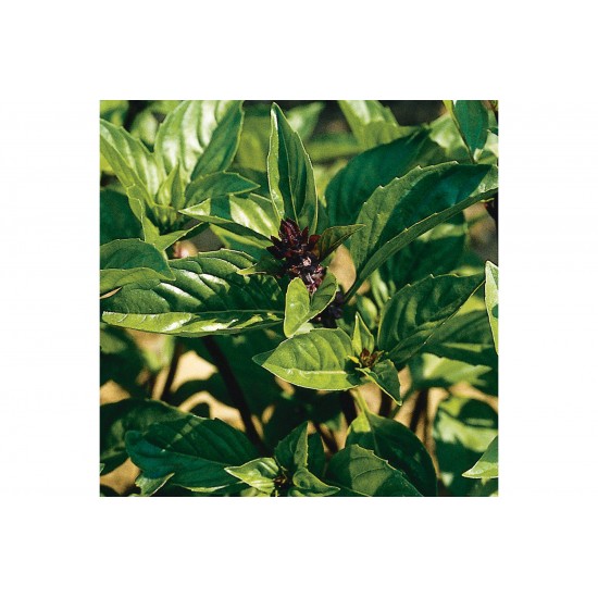 Cinnamon - Basil Seed