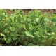 Claytonia Seeds (Miner's Lettuce)
