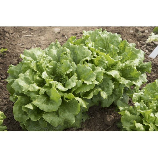 Concept - Organic Lettuce Seed