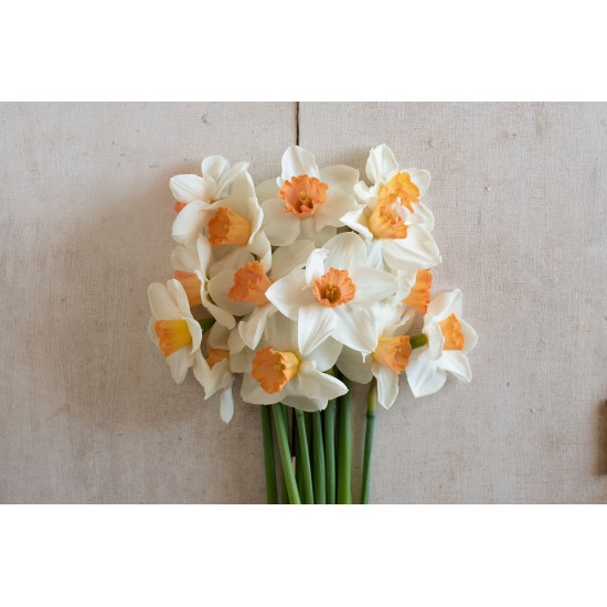 Cool Flame - Narcissus Bulb