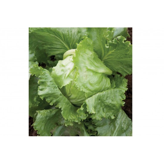 Crispino - Organic  Lettuce Seed