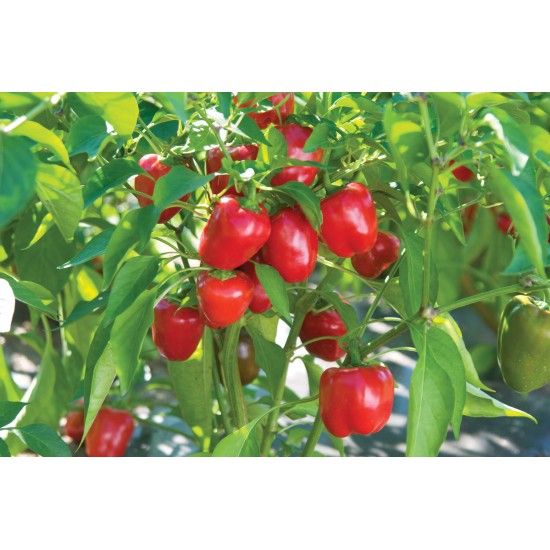 Cupid - Organic (F1) Bell Pepper Seed