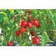 Cupid - Organic (F1) Bell Pepper Seed
