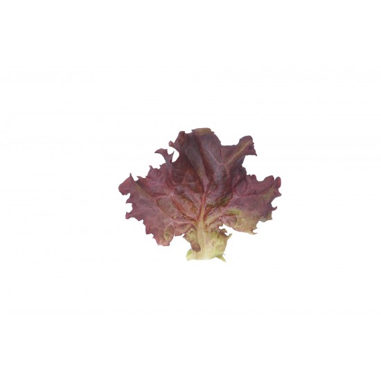 Dark Red Lollo Rossa - Lettuce Seed