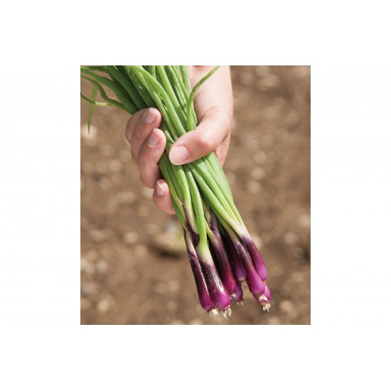 Deep Purple - Organic Onion Seed