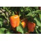 Eros - Organic (F1) Bell Pepper Seed