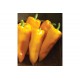 Escamillo - Organic (F1) Corno di Toro Pepper Seed