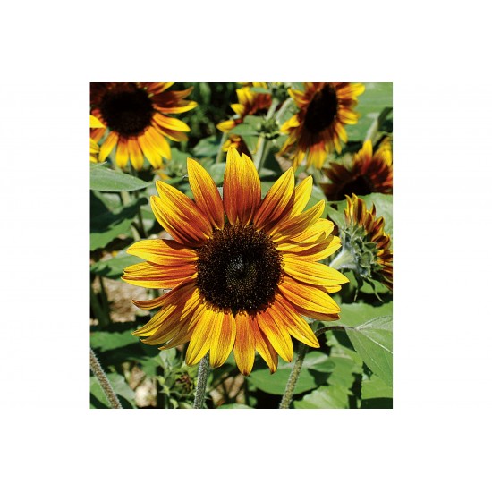 Firecracker - (F1) Sunflower Seed