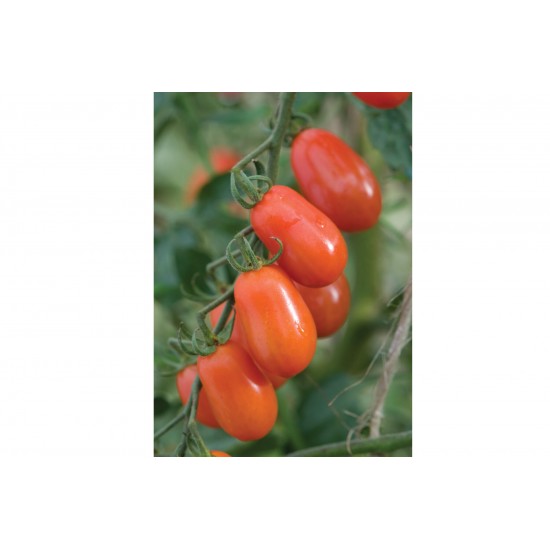 Five Star Grape - (F1) Tomato Seed