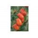 Five Star Grape - (F1) Tomato Seed