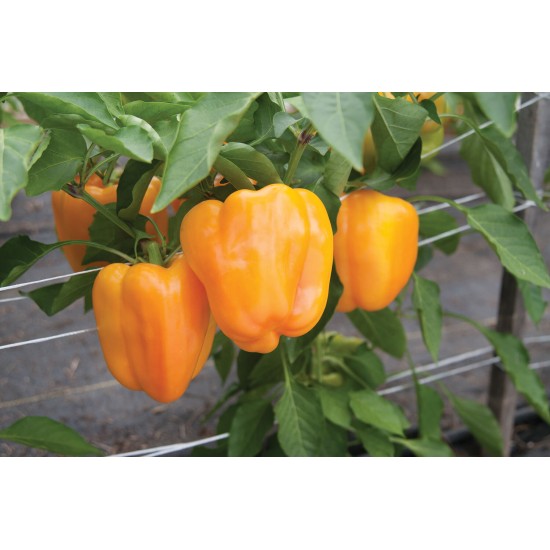 Flavorburst - (F1) Bell Pepper Seed