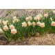 Flower Surprise - Narcissus Bulb