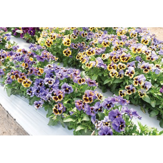 Frizzle Sizzle Yellow-Blue Swirl - Viola Seed
